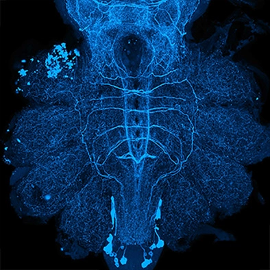 Catecholaminergic neurons in the wolf spider